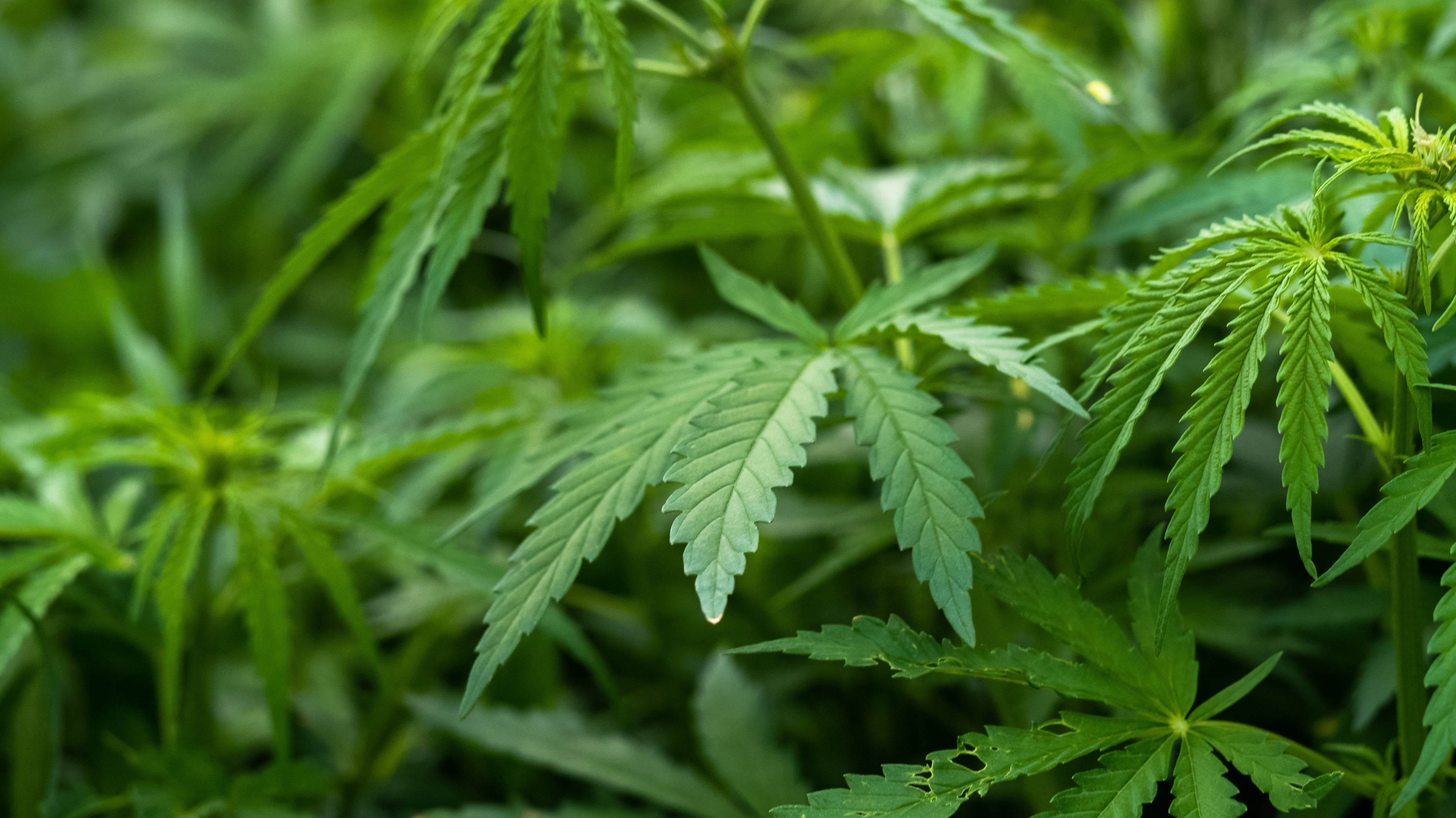 Cannabisplanten