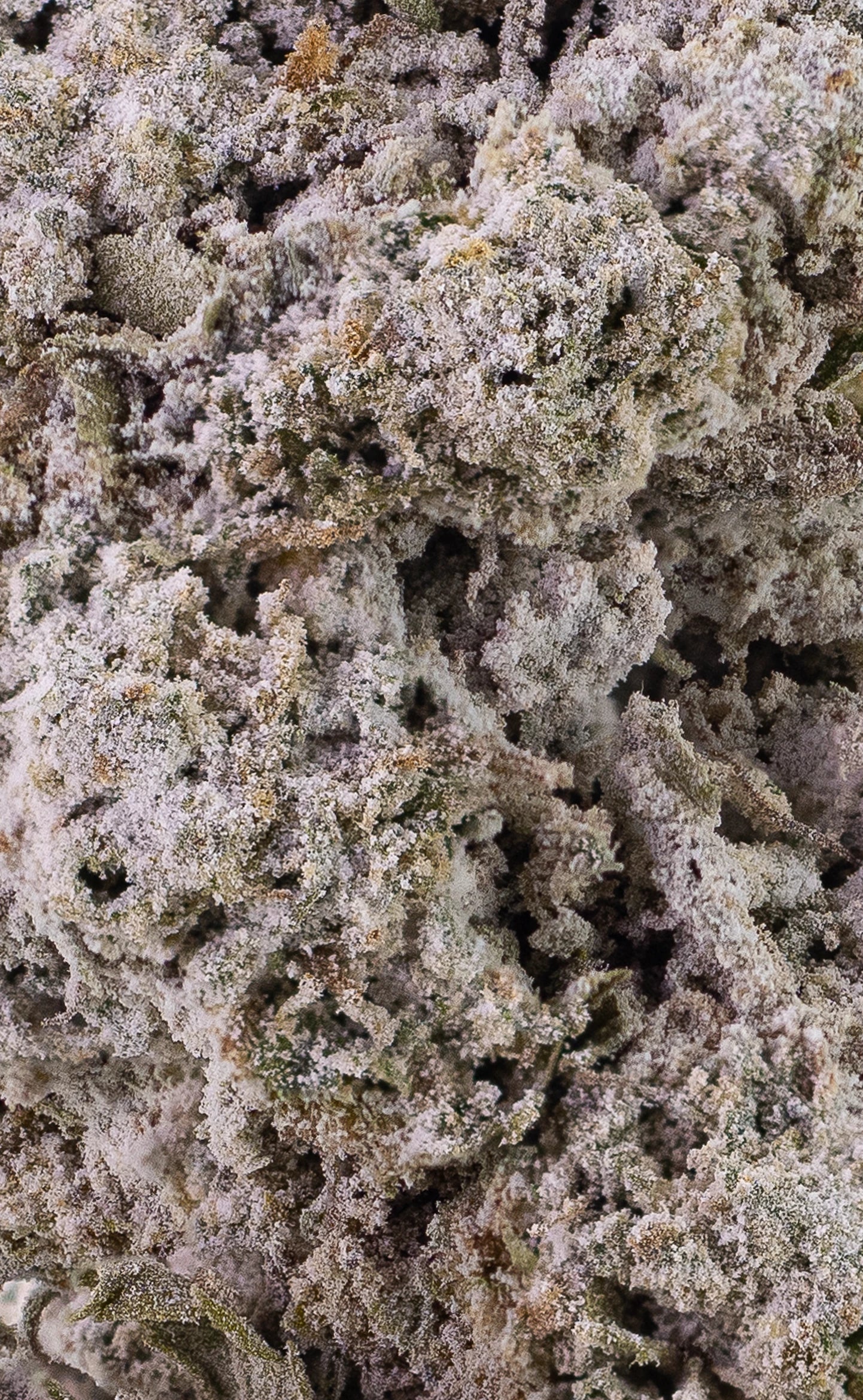 Amsterdam Sun | 24% THCA