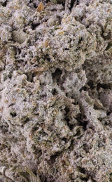 Amsterdam Sun | 24% THCA