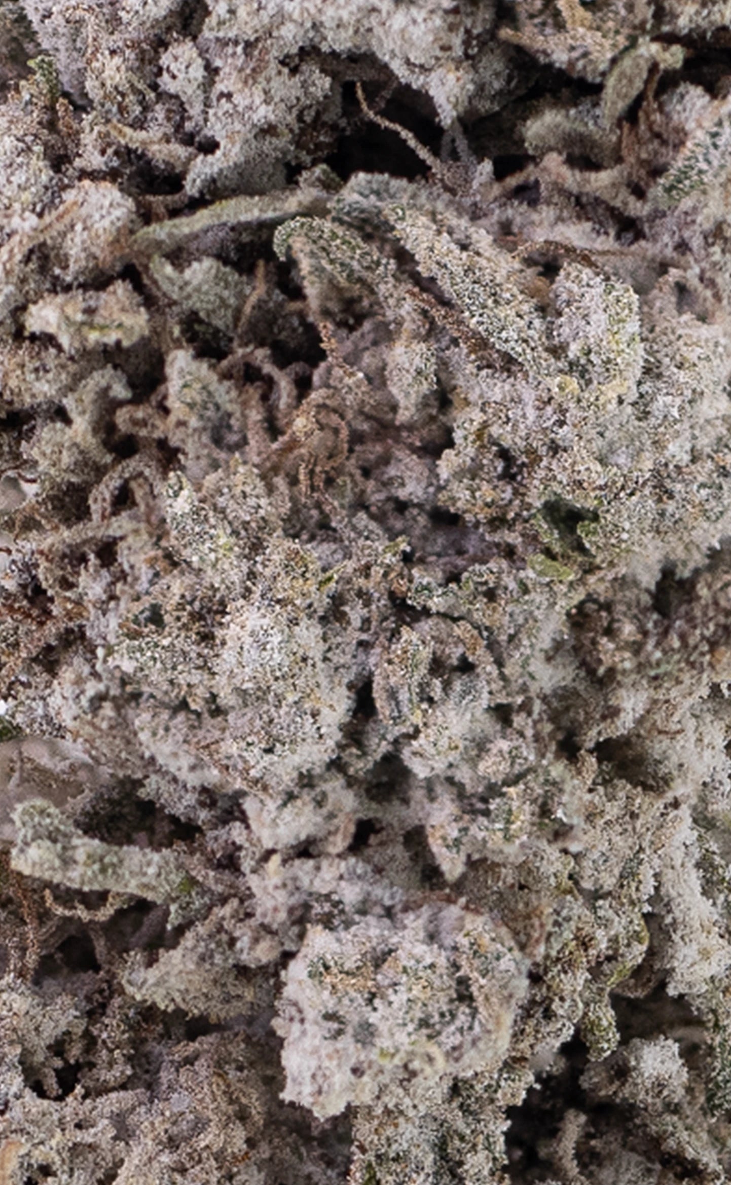 Electric Haze | 23% THCA