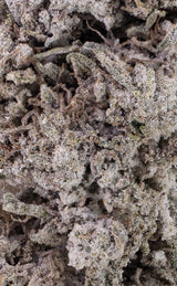 Electric Haze | 23% THCA