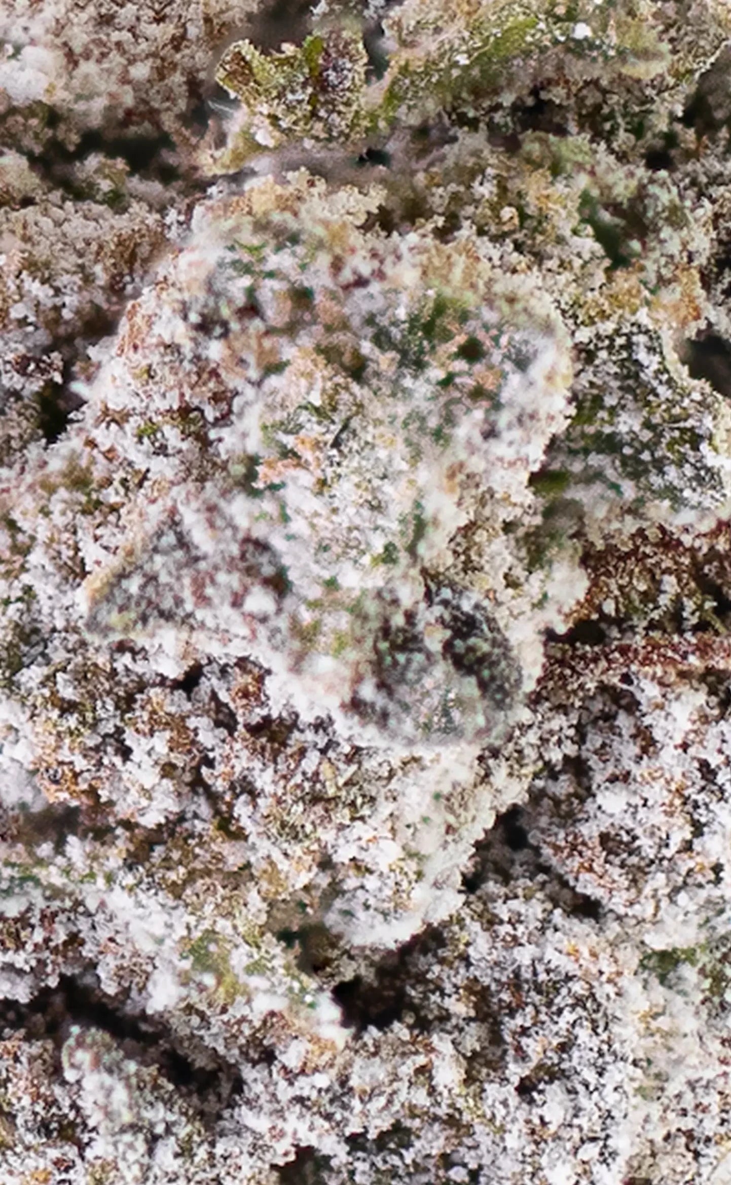 thca cannabis bud closeup