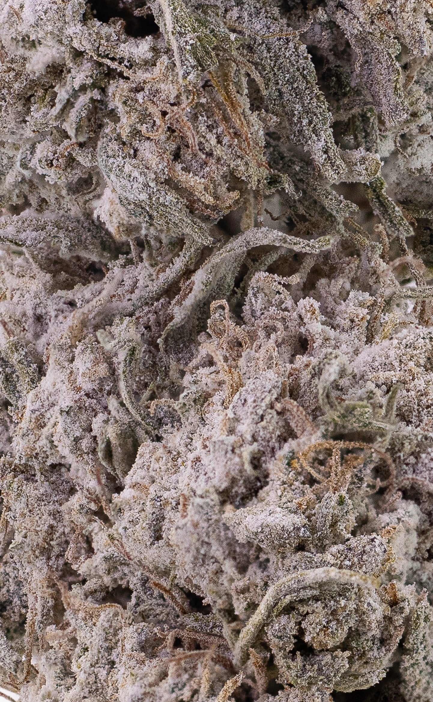 Frosted Diesel | 25% THCA