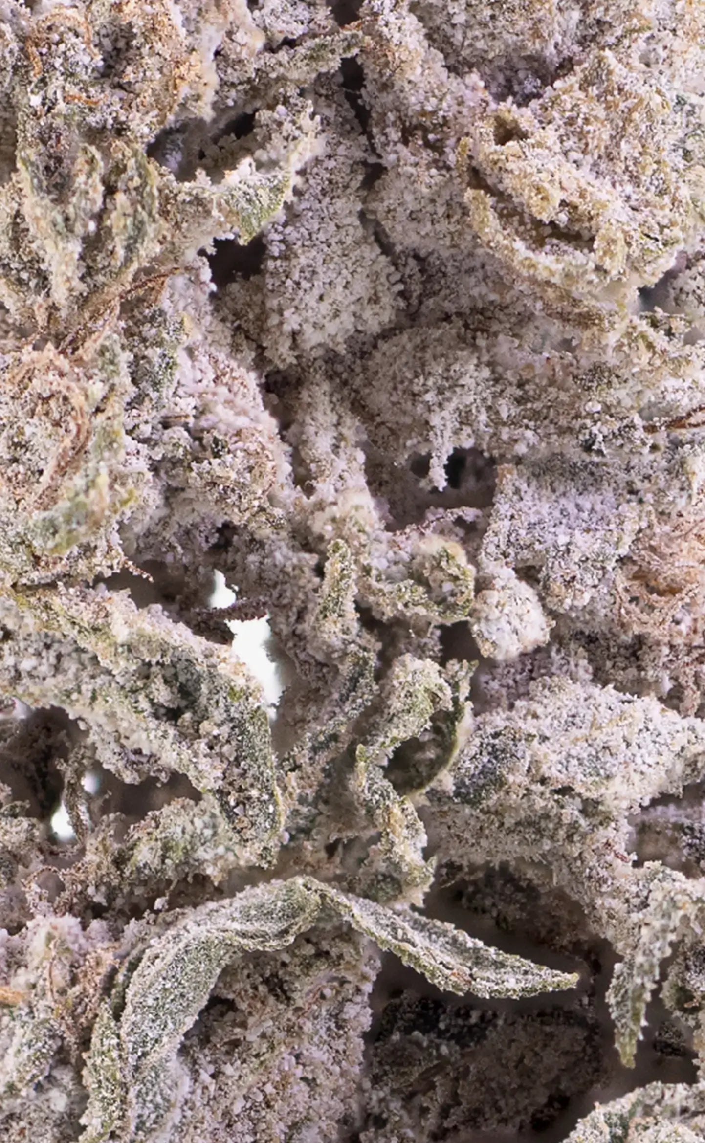 herbz cannabis bud thca polar pineapple closeup macro shot