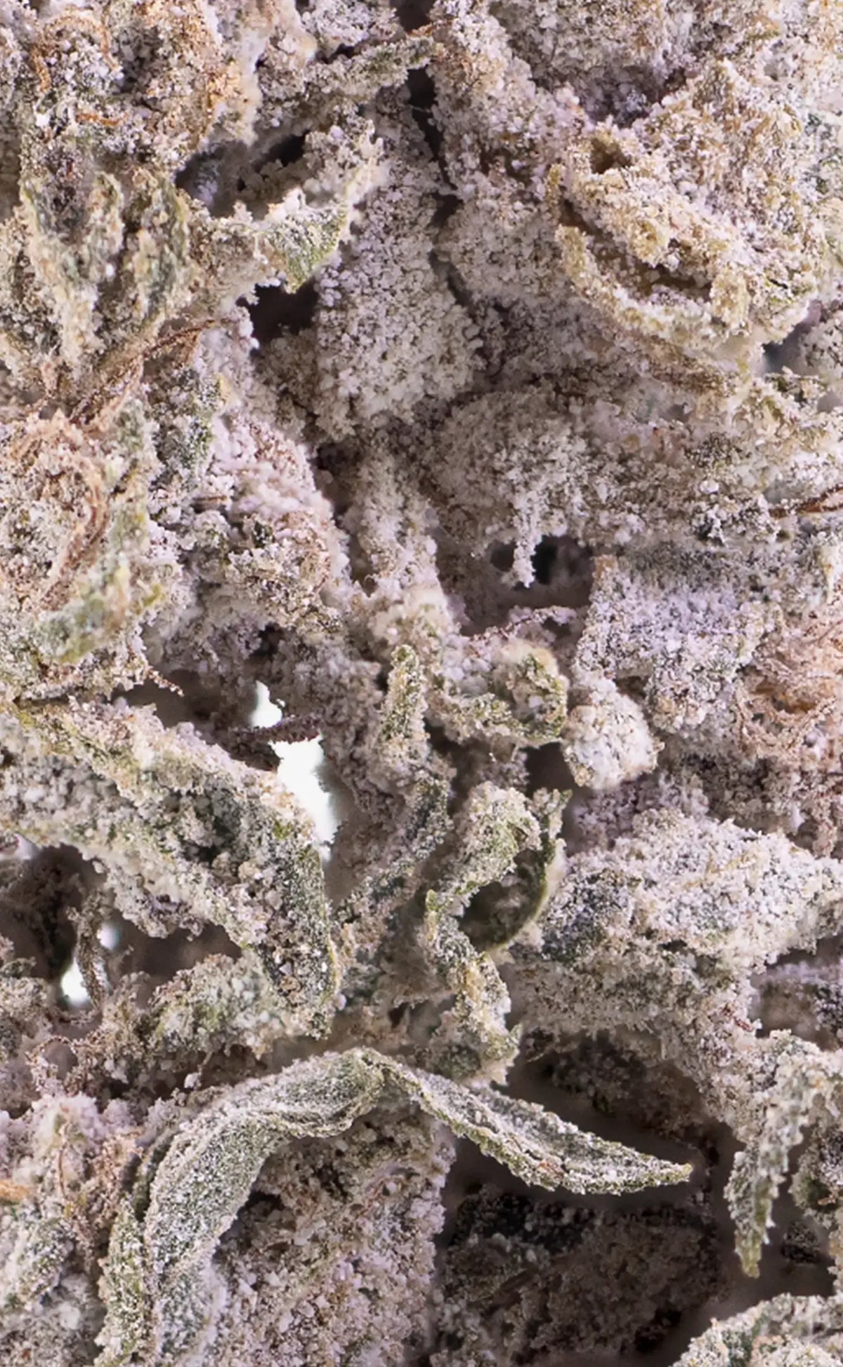 Herbz cannabis bud THCA Polar Pineapple close-up macro shot