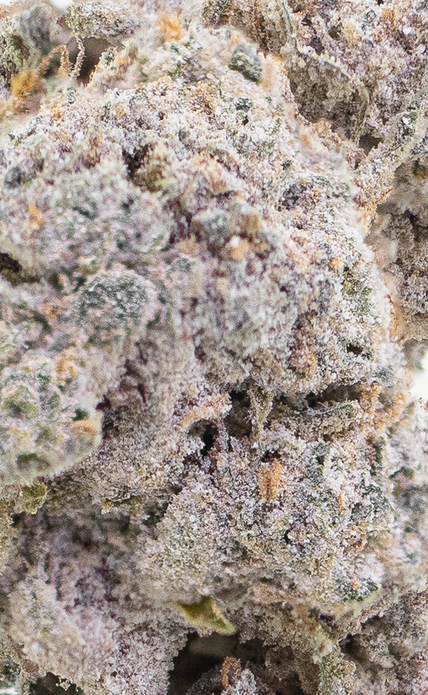 Amber Diesel | 22% THCA