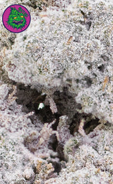 Crazy Cali | Creative Juice | 24% THCA