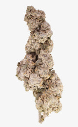 Dutch Bloom | 25% THCA