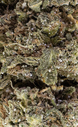 Mango O.G. | 18% THCA