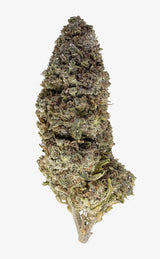 Mango O.G. | 18% THCA