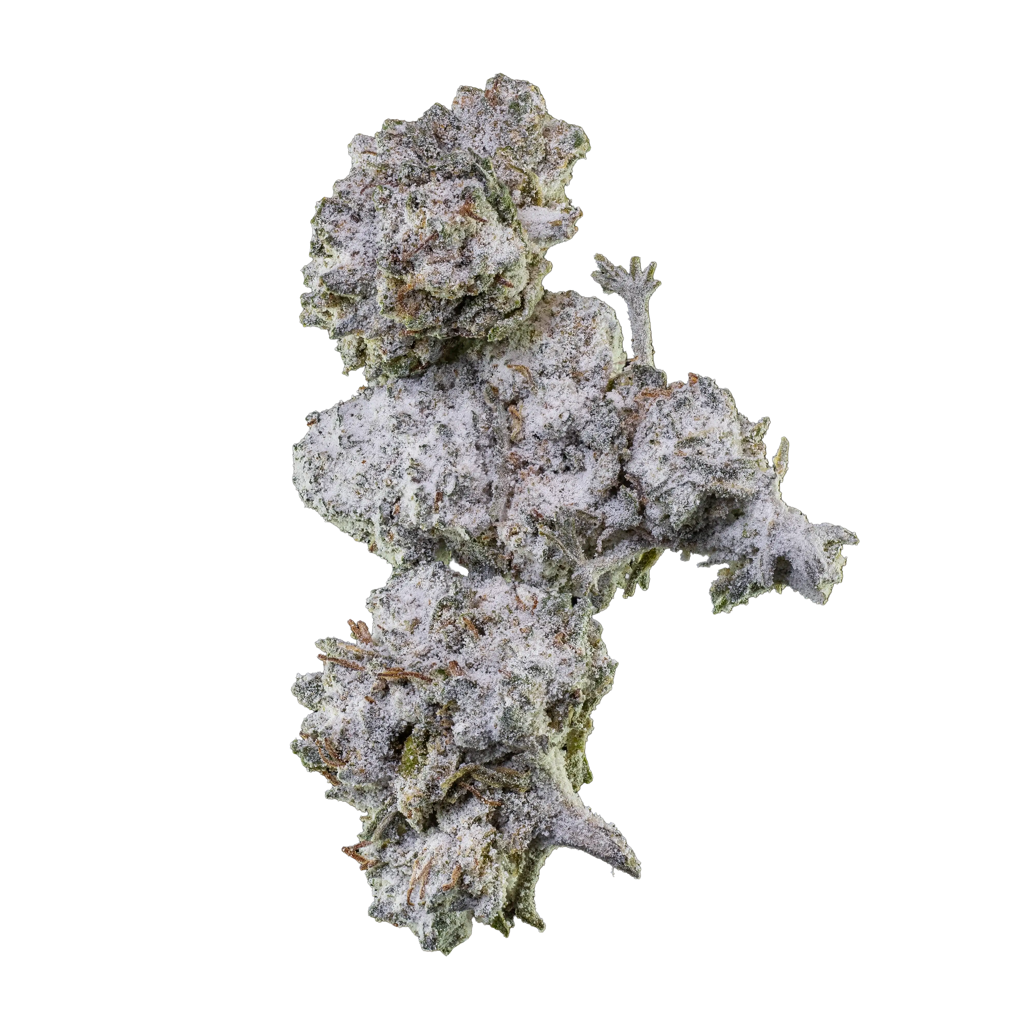 Orange Tangie Smalls