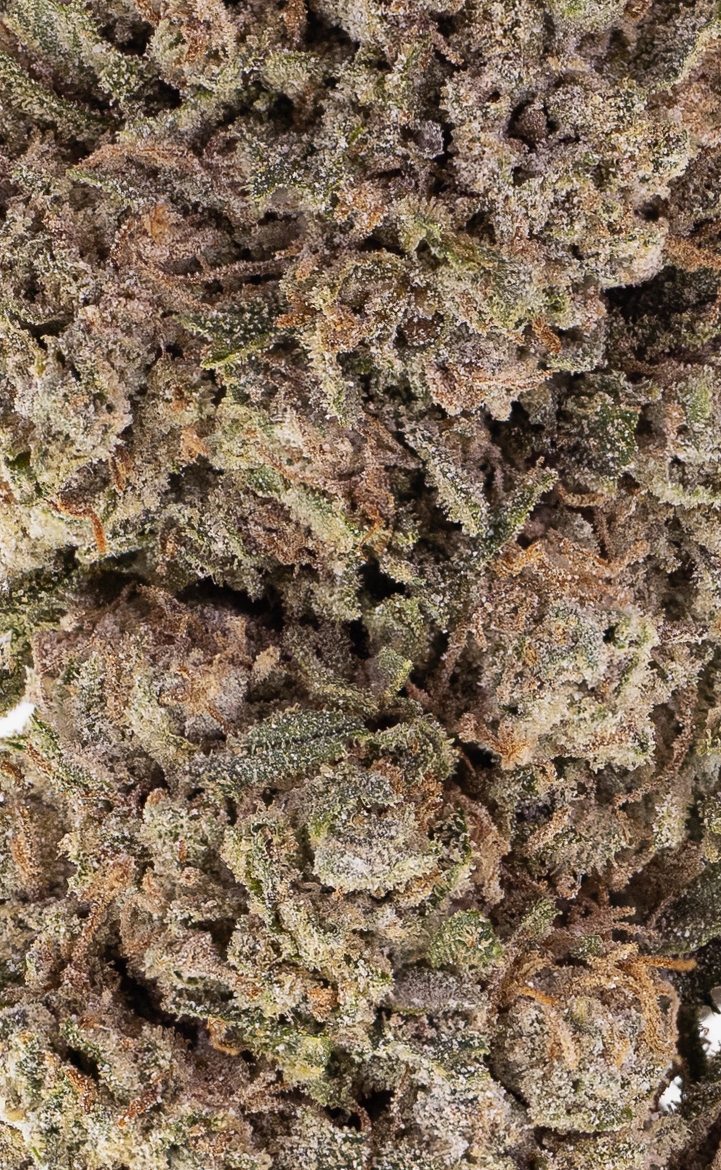 Orangello | 23% THCA