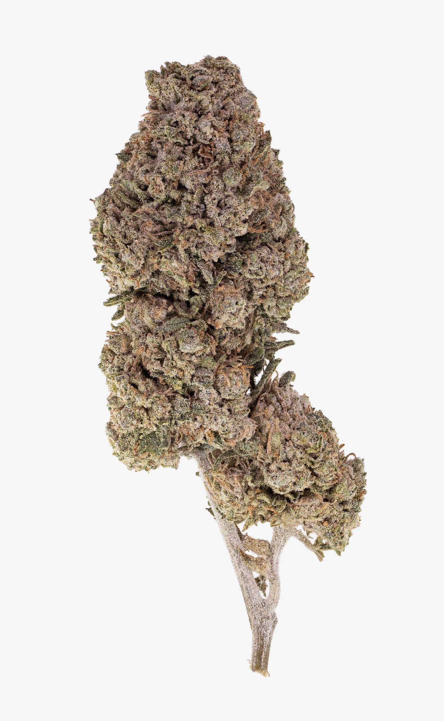 Orangello | 23% THCA