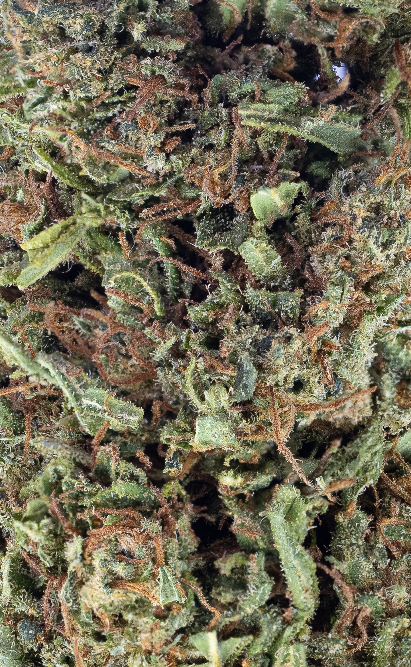 Sticky Bandit | 15% CBD