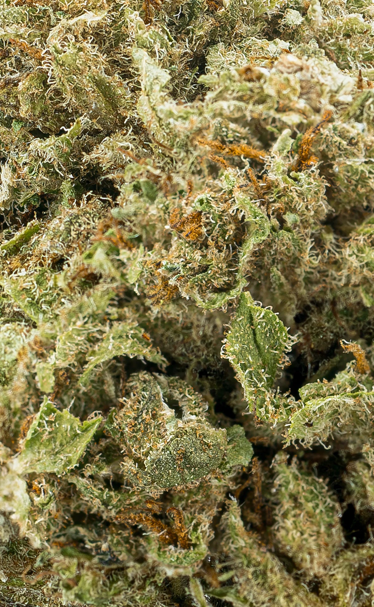 Zkittlez | 16% CBD - herbz.dk herbz.dk 1 g CBD vrcholové pupeny - legální konopí
